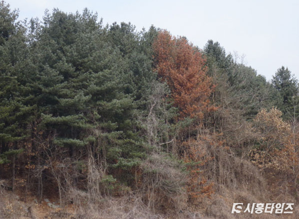 감염되지 않은 소나무, 재선충 감염된 소나무. 출처: 산림청